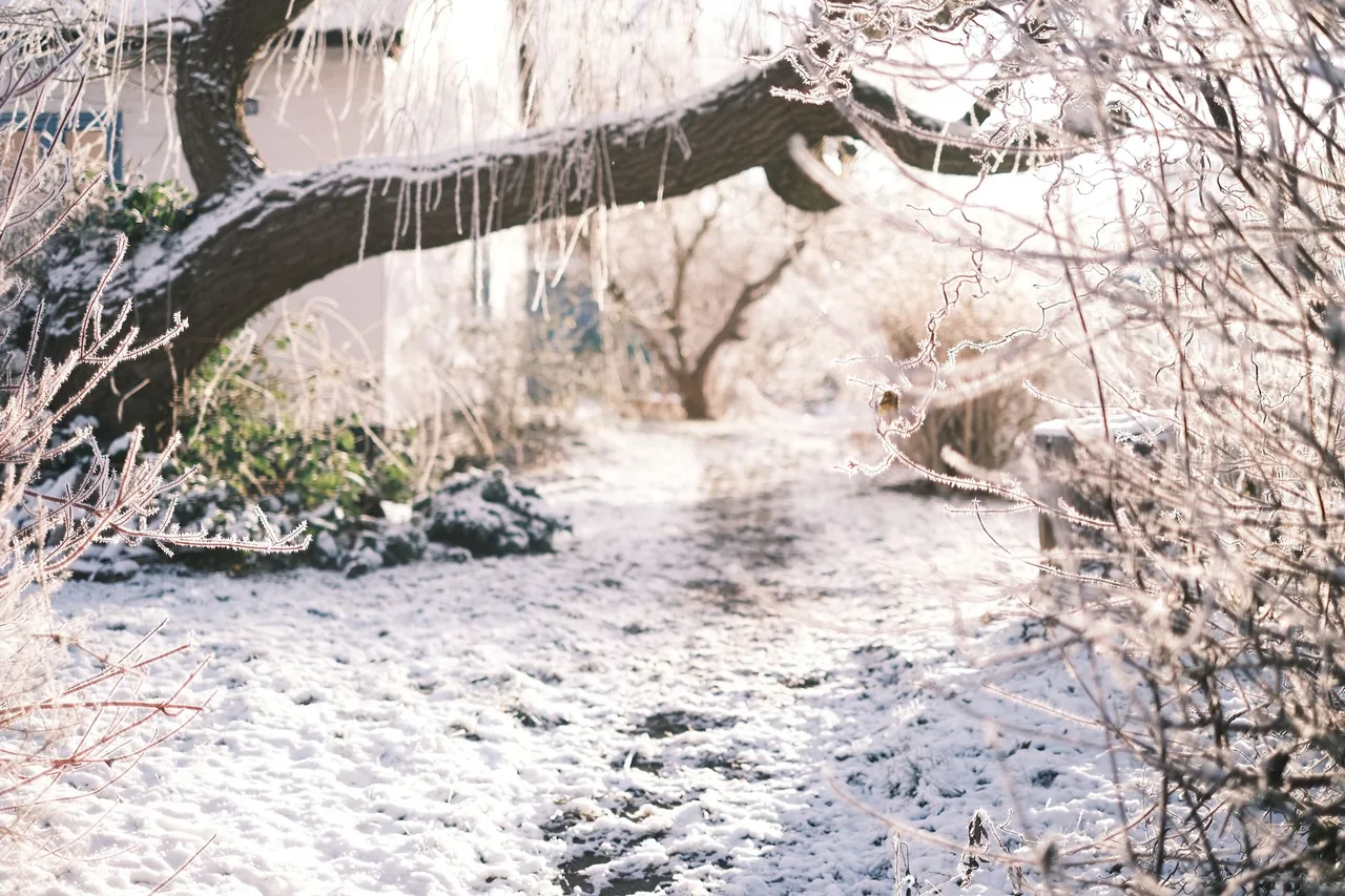 Ogród w styczniu — prace sezonowe