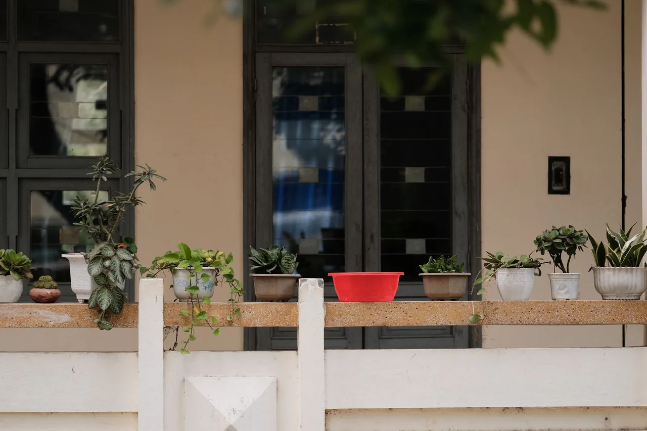 Iglaki na balkon w donicach — jałowiec, kosodrzewina i tuja w mrozoodpornych pojemnikach