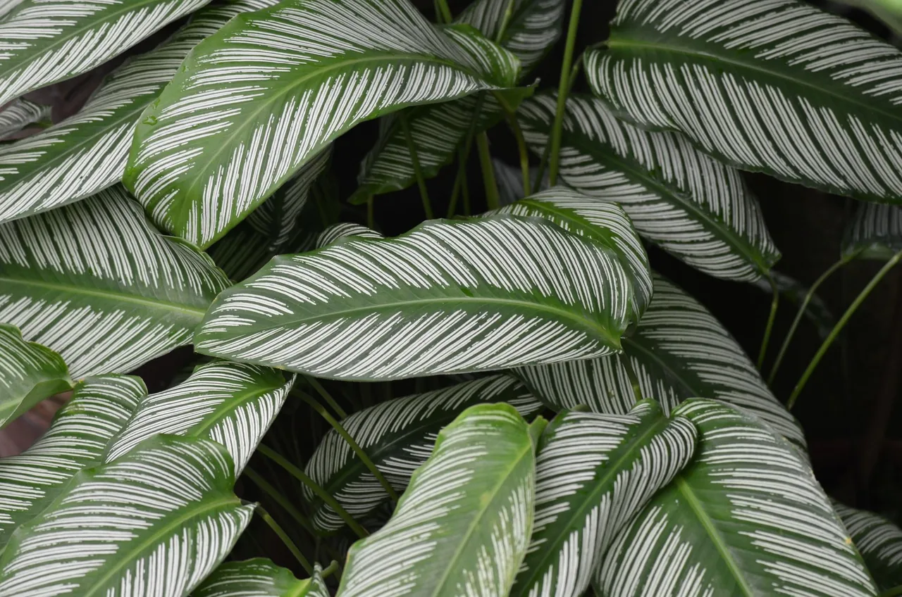 Kalatea (calathea) o wzorzystych liściach w doniczce we wnętrzu
