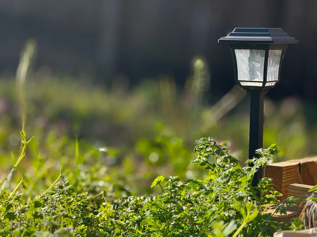 Czarna lampa solarna na tyczce wśród zieleni przy drewnianym obrzeżu rabaty, w niskim wieczornym słońcu